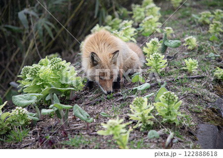 早春のキタキツネ 122888618