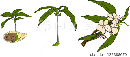 Hand drawn colored mango. Tropical fruit vector illustration.  122888670