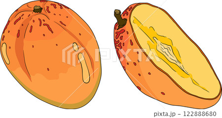 Hand drawn colored mango. Tropical fruit vector illustration. Hand drawn colored mango. Tropical fruit vector illustration. 122888680