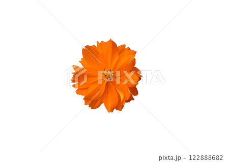 Orange Cosmos Orange Cosmos 122888682