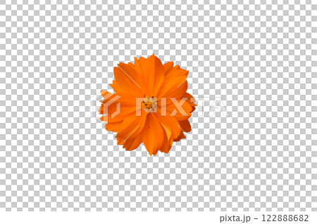 Orange Cosmos Orange Cosmos 122888682