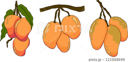 Hand drawn colored mango. Tropical fruit vector illustration. Hand drawn colored mango. Tropical fruit vector illustration. 122888699