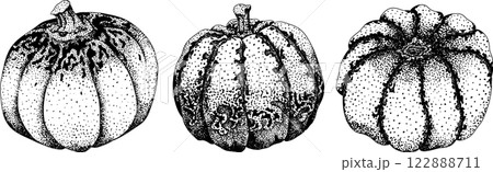 Hand drawn, vector, engraving illustration of different types of pumpkins. Hand drawn, vector, engraving illustration of different types of pumpkins. 122888711
