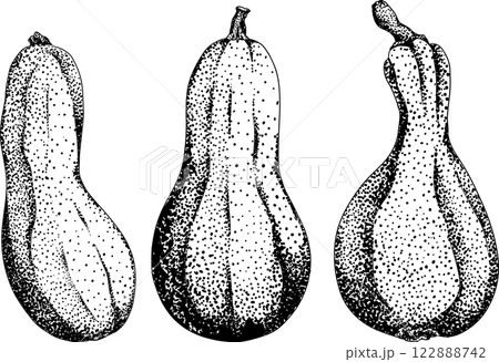 Hand drawn, vector, engraving illustration of different types of pumpkins. 122888742