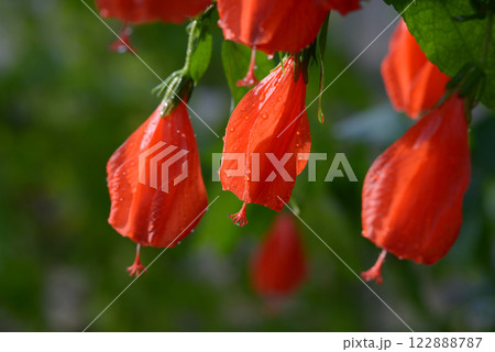 ウナズキヒメフヨウ 122888787