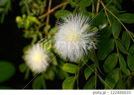 白いオオベニゴーカン 122888810