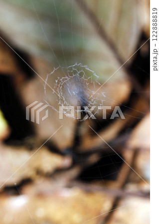 秋模様の背景に小宇宙のようなウズグモが創る芸術的なレース編み柄の隠れ帯蜘蛛の巣 秋模様の背景に小宇宙のようなウズグモが創る芸術的なレース編み柄の隠れ帯蜘蛛の巣 122888819