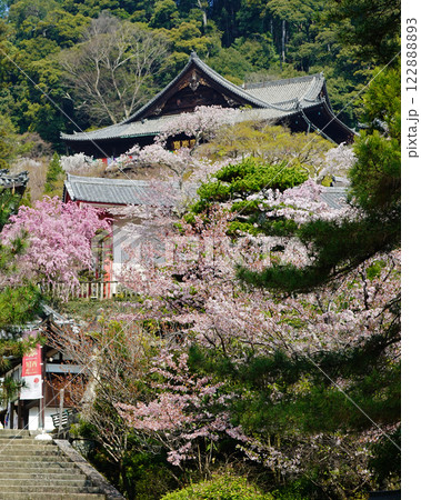 長谷寺　桜　奈良県 122888893