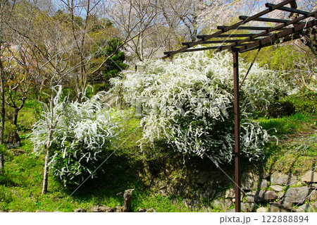 長谷寺　桜　奈良県 122888894