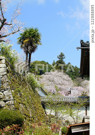 長谷寺　桜　奈良県 122888895
