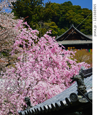 長谷寺　桜　奈良県 122888905