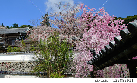 長谷寺 桜 奈良県 長谷寺 桜 奈良県 122888911