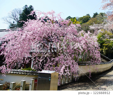 長谷寺　桜　奈良県 122888912