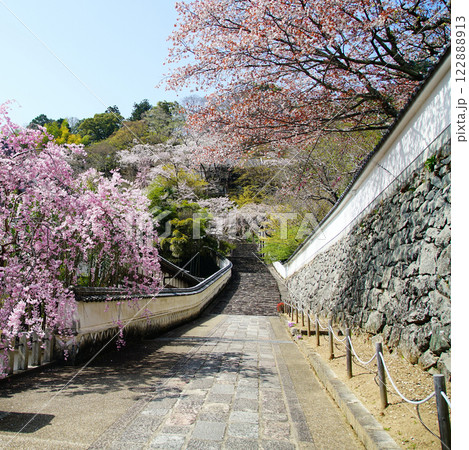 長谷寺　桜　奈良県 122888913
