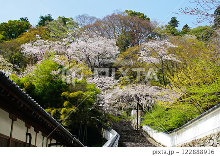長谷寺　桜　奈良県 122888916