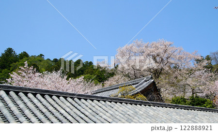 長谷寺　桜　奈良県 122888921