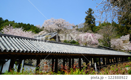 長谷寺　桜　奈良県 122888922