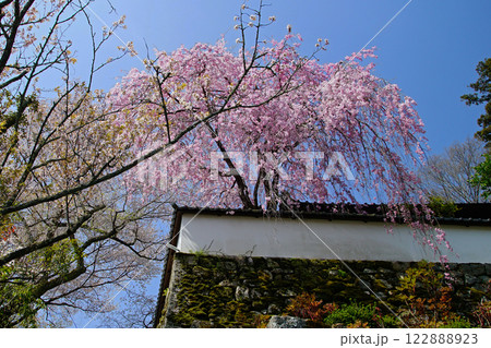 長谷寺　桜　奈良県 122888923