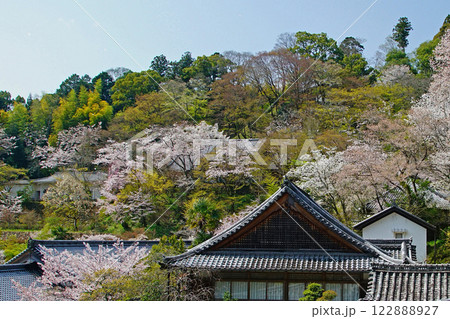 長谷寺 桜 奈良県 長谷寺 桜 奈良県 122888927