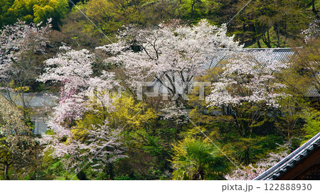 長谷寺 桜 奈良県 長谷寺 桜 奈良県 122888930