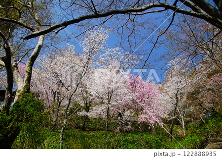 長谷寺 桜 奈良県 長谷寺 桜 奈良県 122888935