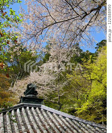 長谷寺　桜　奈良県 122888950