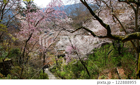 長谷寺　桜　奈良県 122888955