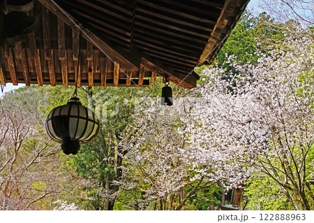 長谷寺 桜 奈良県 長谷寺 桜 奈良県 122888963