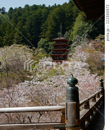 長谷寺 桜 奈良県 長谷寺 桜 奈良県 122888972
