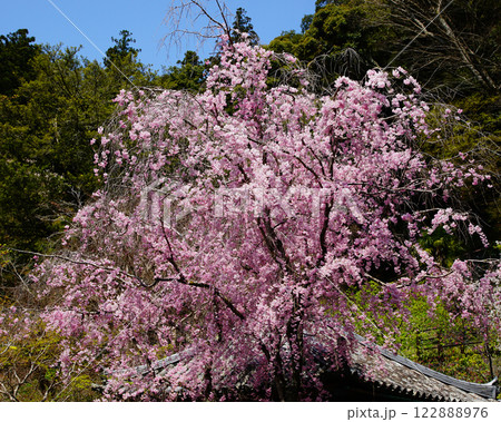 長谷寺　桜　奈良県 122888976