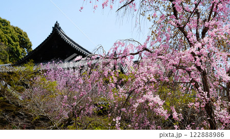 長谷寺　桜　奈良県 122888986