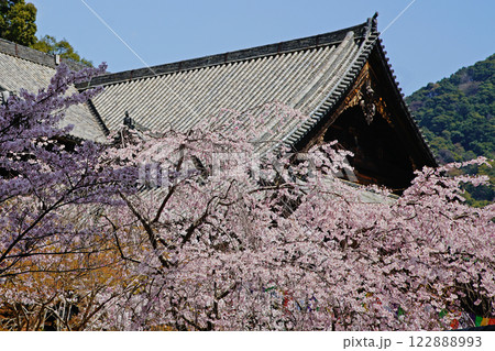 長谷寺　桜　奈良県 122888993