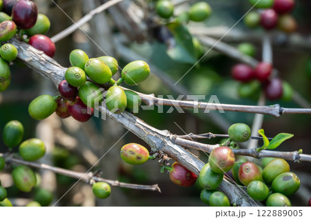 Close up of green coffee seed of coffea tree a genus of flowering plants whose seeds, called coffee beans, are used to make various coffee beverages and products. 122889005