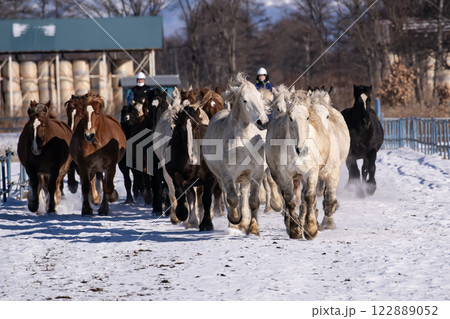 馬追い運動 122889052