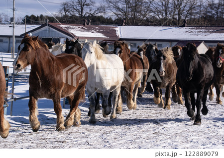 馬追い運動 122889079
