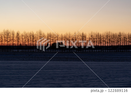 白樺並木と朝焼け 122889116