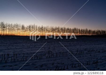 白樺並木と朝焼け 122889118