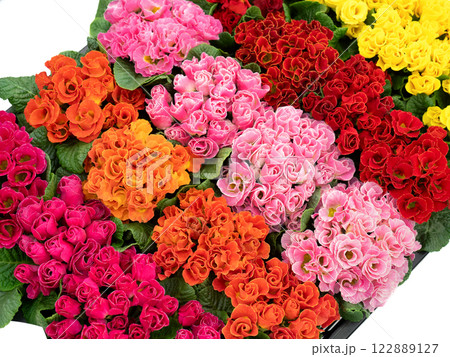 プリムラジュリアンの花苗 プリムラジュリアンの花苗 122889127
