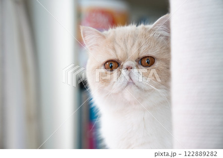 エキゾチックショートヘアーの仔猫のバストアップ 122889282