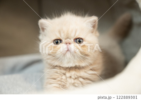 カメラ目線のエキゾチックショートヘアーの仔猫 122889301