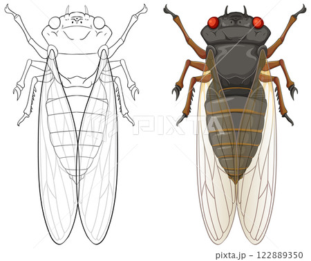 Detailed Cicada Vector Illustration Detailed Cicada Vector Illustration 122889350