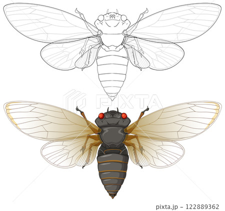 Detailed Cicada Vector Illustration 122889362