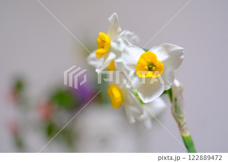 春を告げるスイセンの花 春を告げるスイセンの花 122889472