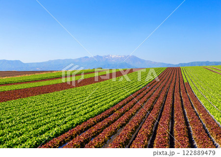 赤城高原のレタス畑 122889479