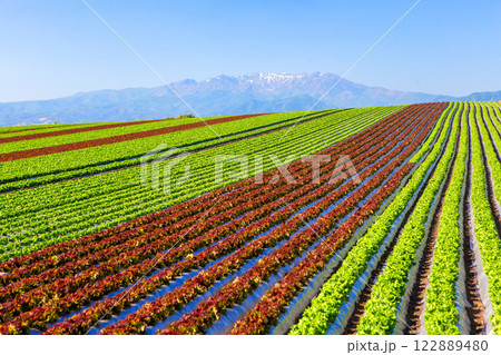 緑と赤のレタス 122889480