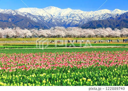 【富山県】あさひ舟川 春の四重奏(満開の桜とチューリップと北アルプス) 【富山県】あさひ舟川 春の四重奏(満開の桜とチューリップと北アルプス) 122889740