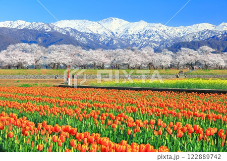 【富山県】あさひ舟川 春の四重奏（満開の桜とチューリップと菜の花と北アルプス） 122889742