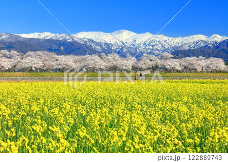 【富山県】あさひ舟川 春の四重奏（満開の桜と菜の花と北アルプス） 122889743