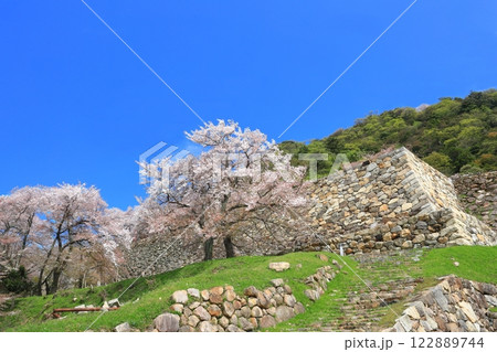 【鳥取県】鳥取城の満開の桜（久松公園） 122889744