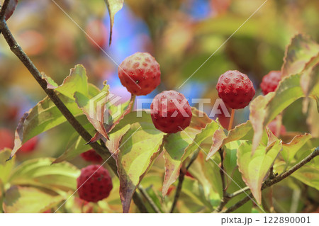 みちのく公園 ヤマボウシの果実 Michinoku Park Cornus fruit 122890001